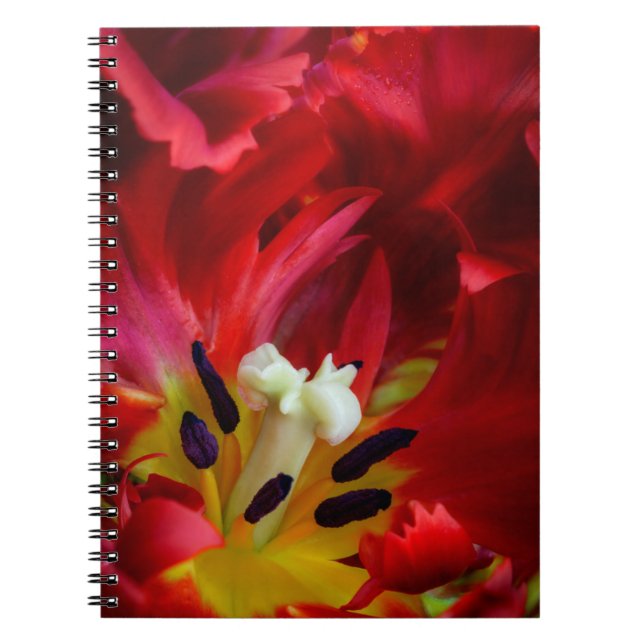 Cuaderno Interior de la flor de tulipán loro (Frente)