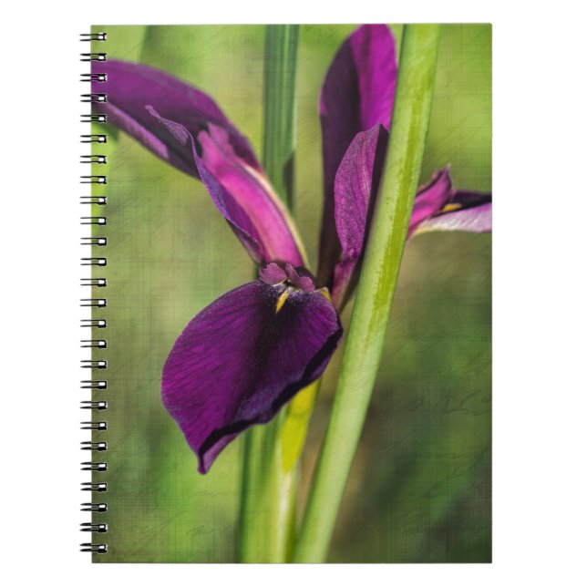 Cuaderno Iris púrpura del gallo de pelea de Luisiana (Frente)