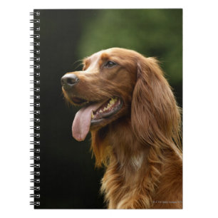 Cuaderno Irish Setter 2