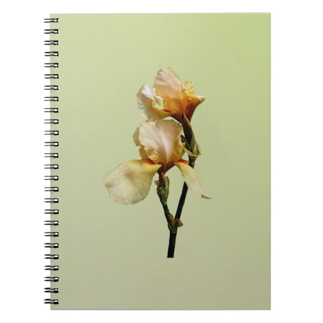 Cuaderno Irlandeses de color rosa (Frente)