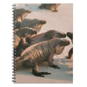 CUADERNO ISLA IGUANA