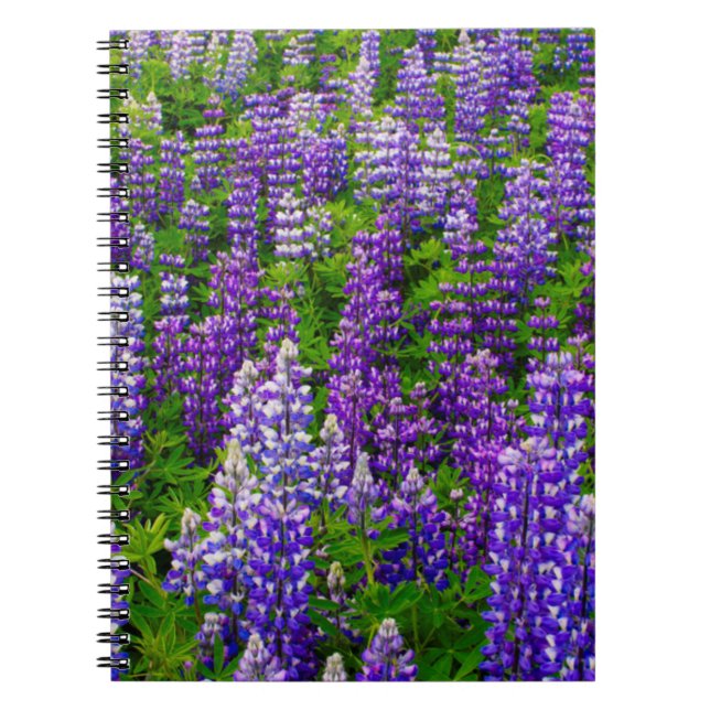 Cuaderno Islandia. Vik i Myrdal. Campo de Lupinos (Frente)