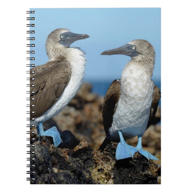 Cuaderno Islas Galápagos, Isla Isabela (Frente)