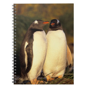 Cuaderno Islas Malvinas. Pingüinos de Gentoo. (Pyroscelis