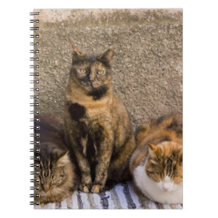 Cuaderno Italia, Cinque Terre, Vernazza. Tres gatos