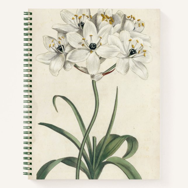 Cuaderno Ivory Garden (Anverso)
