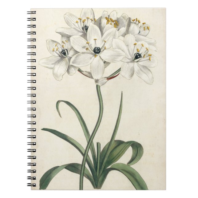 Cuaderno Ivory Garden (Frente)