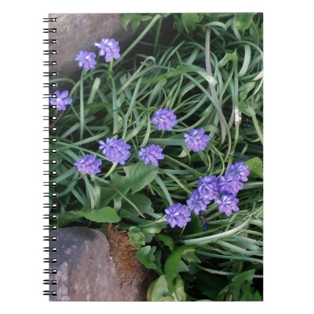Cuaderno jacinto de uva común, flor púrpura azul, floral (Frente)