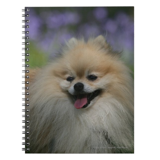 Cuaderno Jadeo de Pomeranian (Frente)