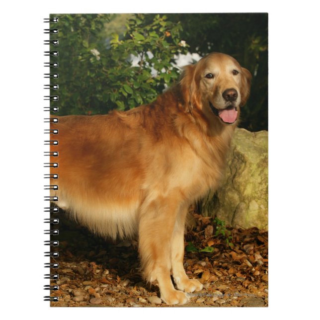 Cuaderno Jadeo del golden retriever (Frente)