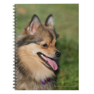 Cuaderno Jadeo del Headshot de Pomeranian