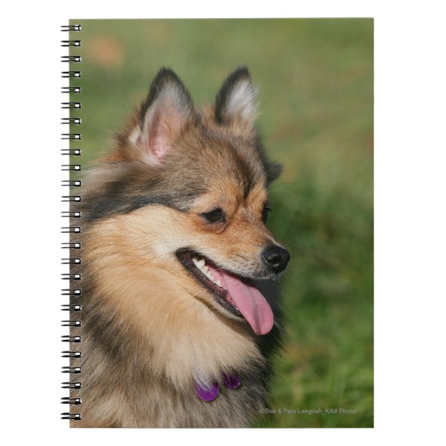 Cuaderno Jadeo del Headshot de Pomeranian (Frente)