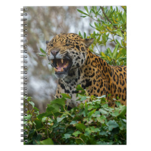 Cuaderno Jaguar Growl