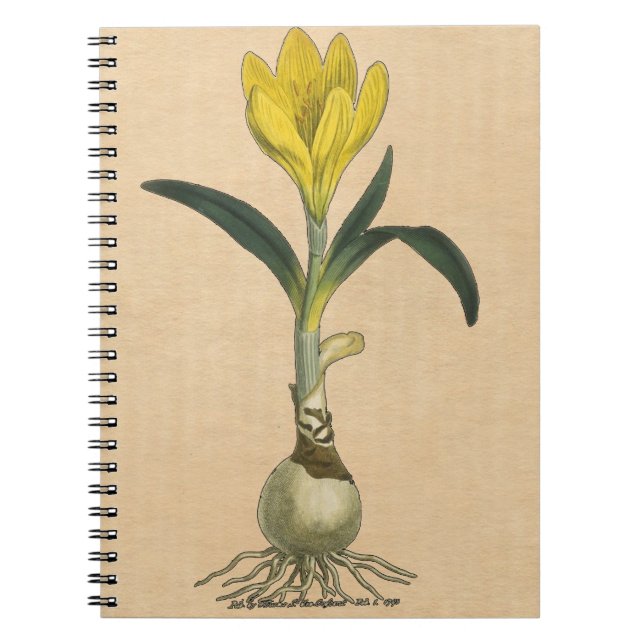 Cuaderno Jardín Botánico de Tulipanes Amaryllis Flor (Frente)