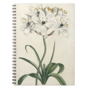 Cuaderno Jardín de Marfil