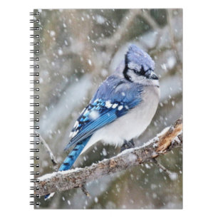 Cuaderno Jay azul en una tormenta de nieve
