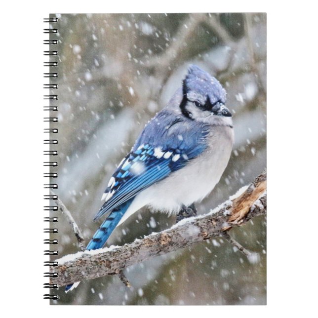Cuaderno Jay azul en una tormenta de nieve (Frente)