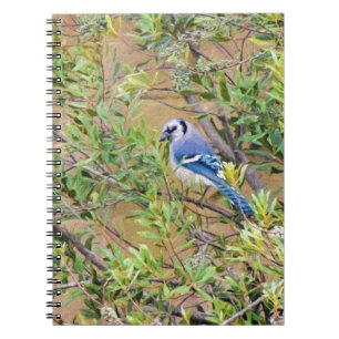 Cuaderno Jay azul en Wax Myrtle