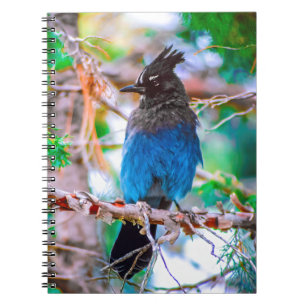 Cuaderno Jay de Steller - Fotografía original