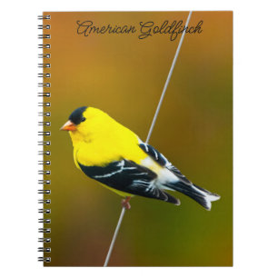 Cuaderno Jilguero Americano - Fotografía Original