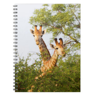 Cuaderno Jirafas asomándose por encima de la vegetación
