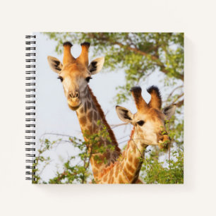 Cuaderno Jirafas asomándose por encima de la vegetación