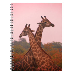 Cuaderno jirafas con cielo rosa
