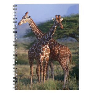 Cuaderno Jirafas majestuosas
