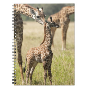 Cuaderno jirafas Masai, Giraffa camelopardalis 2
