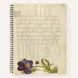 Cuaderno Joris Hoefnagel Ladybird y European 1562