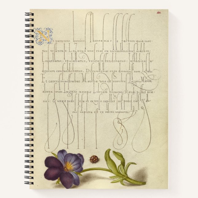 Cuaderno Joris Hoefnagel Ladybird y European 1562 (Anverso)