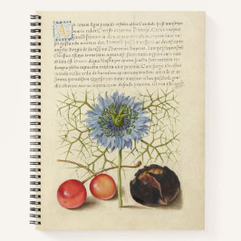 Cuaderno Joris Hoefnagel Love-in-a-Mist y Chestnut 1561