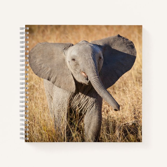 Cuaderno Joven elefante de sabana (Anverso)