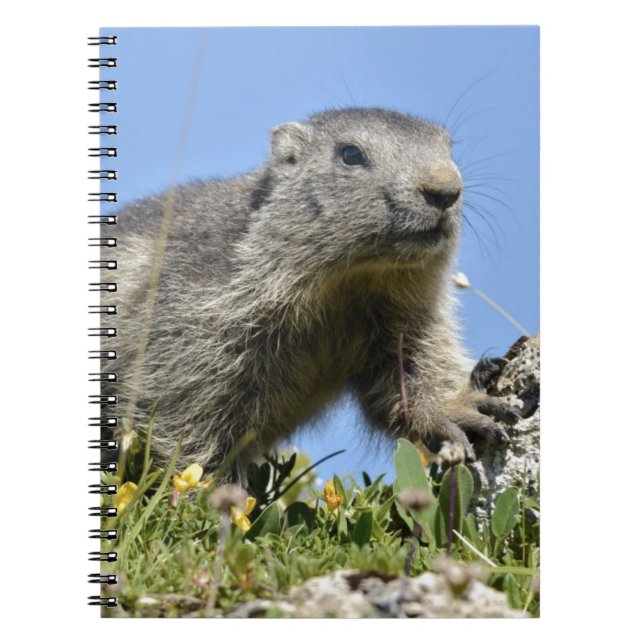 Cuaderno Joven marmota alpina (Frente)