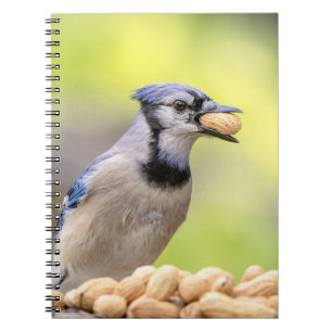 Cuaderno Judía azul con un maní