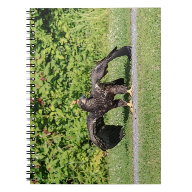 Cuaderno Juvenile Bald Eagle (Frente)