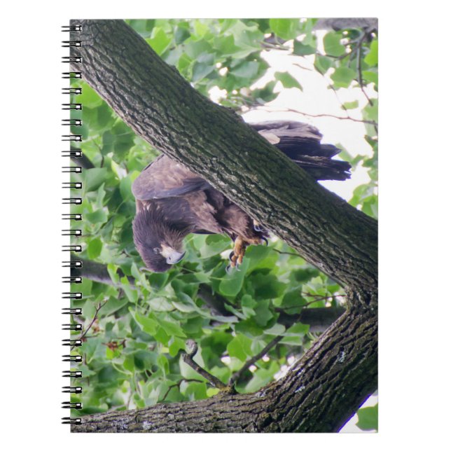 Cuaderno Juvenile Bald Eagle (Frente)