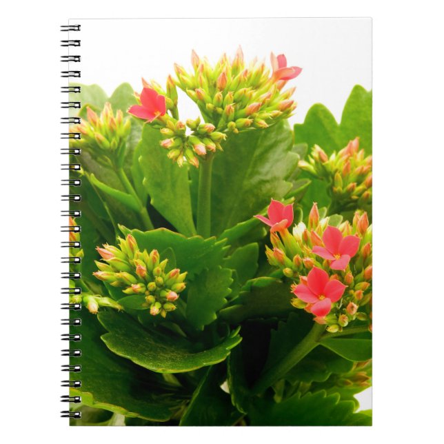 Cuaderno Kalanchoe blossfeldiana (Frente)