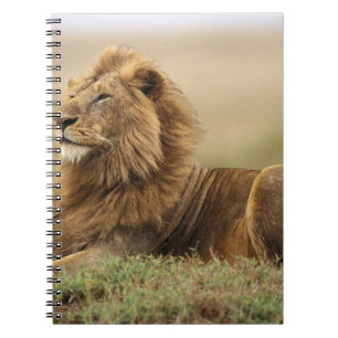 Cuaderno Kenia, Masai Mara León Macho