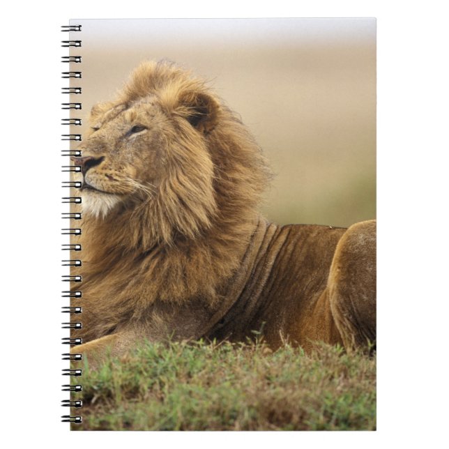 Cuaderno Kenia, Masai Mara | León masculino (Frente)
