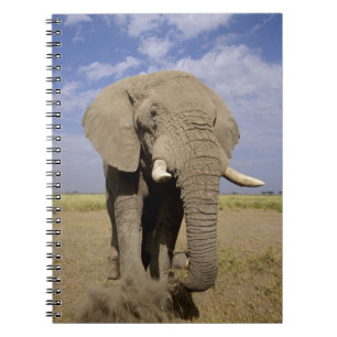 Cuaderno Kenia: Parque Nacional Amboseli, elefante macho