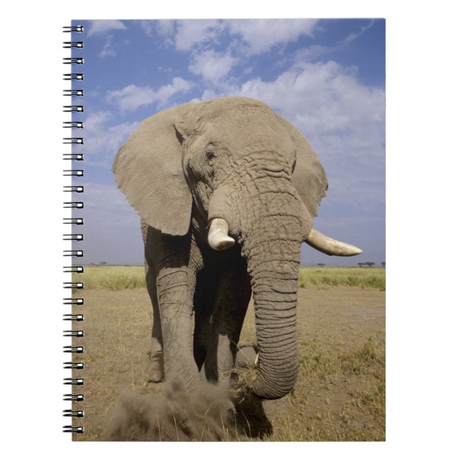 Cuaderno Kenia: Parque Nacional Amboseli, elefante masculin (Frente)