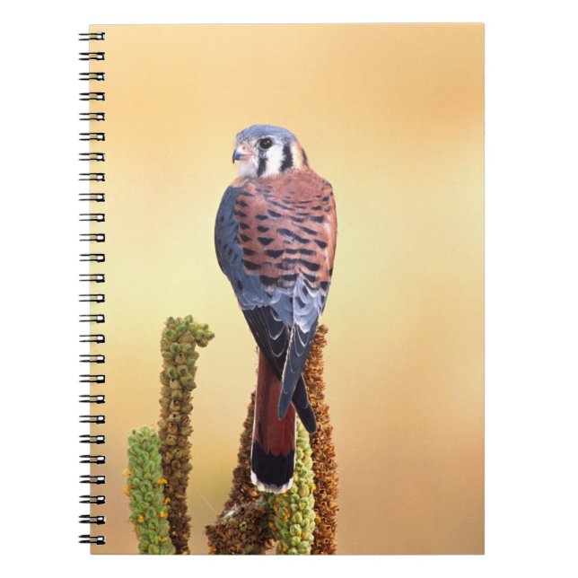 Cuaderno Kestrel, Falco sparverius, nativo de Estados Unido (Frente)