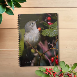 Cuaderno Kinglet Songbird de coronación de rubí en Hawthorn