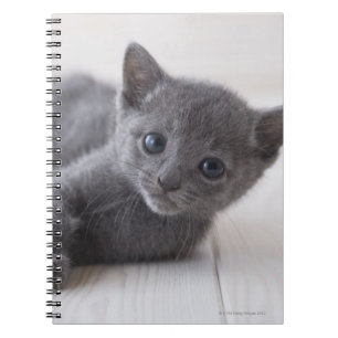 Cuaderno Kitten azul ruso