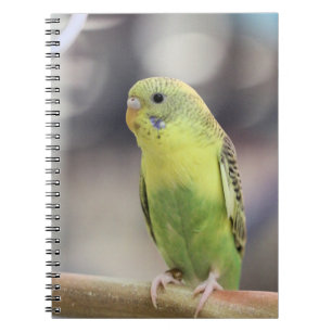 Cuaderno Kiwi Burbell