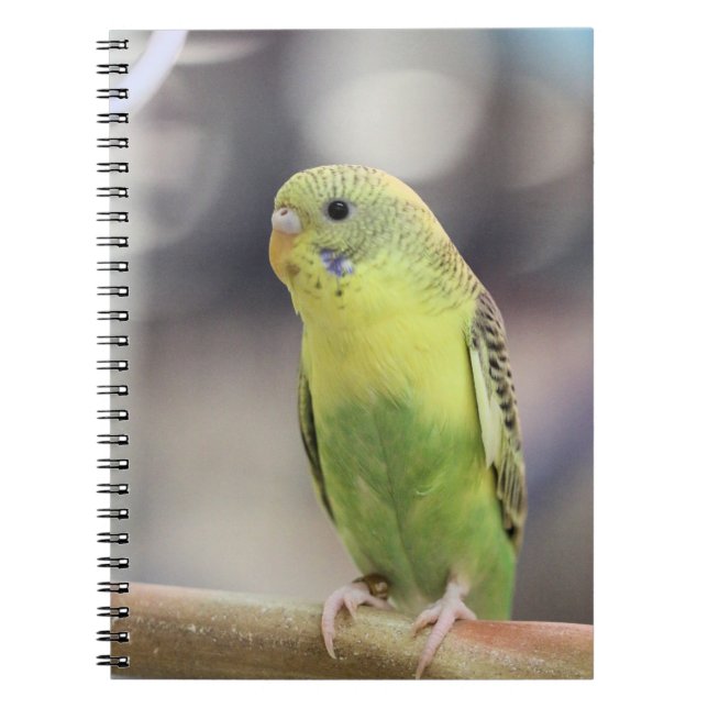 Cuaderno Kiwi Burbell (Frente)