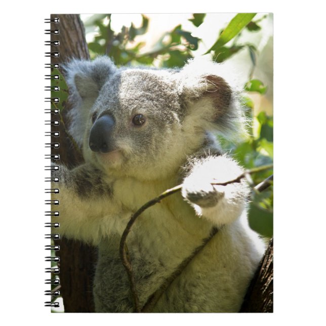 Cuaderno koala (Frente)