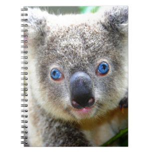 Cuaderno Koala Bears