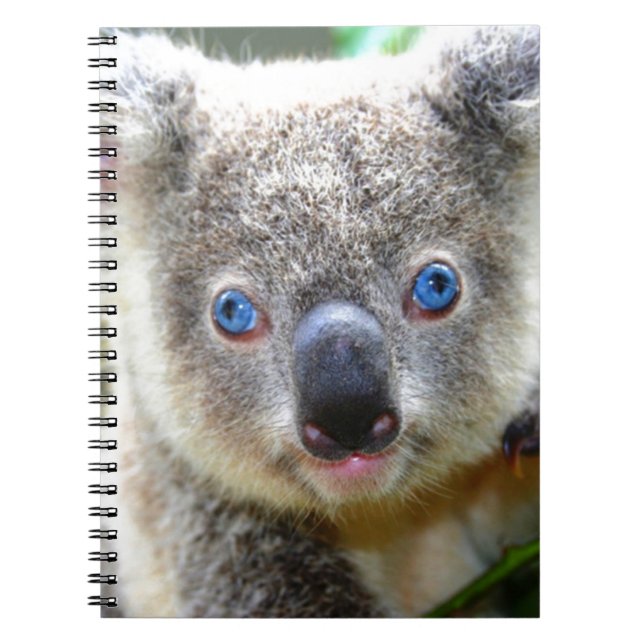 Cuaderno Koala Bears (Frente)